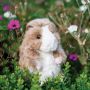 Wrendale Daphne Guinea Pig image 1